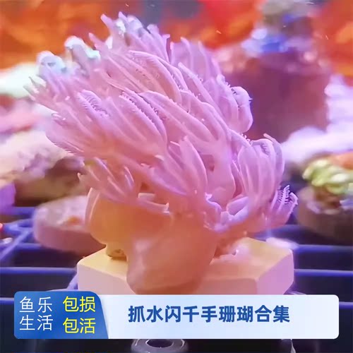 鱼乐生活闪千手珊瑚开合花伞海水