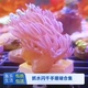 闪千手珊瑚开合花伞闪千手海水缸日本斐济白抓水活体 鱼乐生活