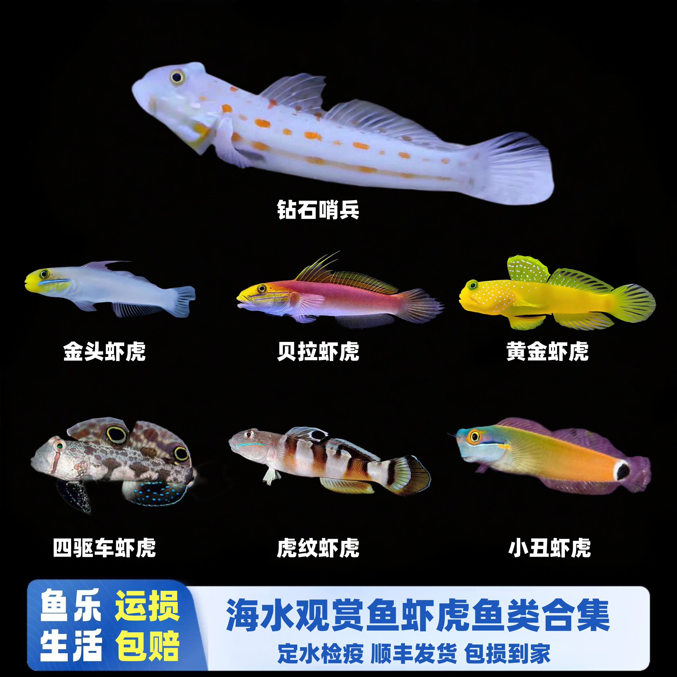 海水鱼观赏虾虎鱼钻石哨兵金头虾虎贝拉虾虎虎纹虾虎翻砂清理除藻
