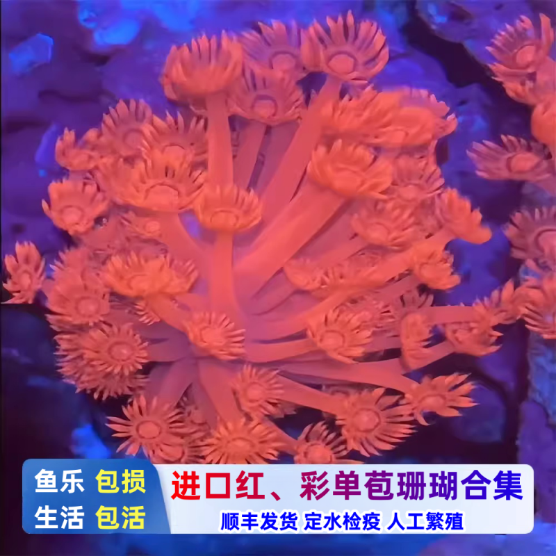 鱼乐生活日本红单苞珊瑚红色珊瑚