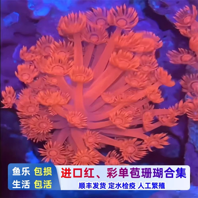鱼乐生活日本红单苞珊瑚红色珊瑚