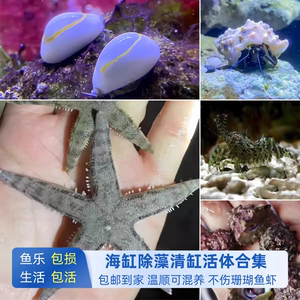海缸除藻工具生物紫底星螺金环宝螺假绵羊虾海星高效控藻不伤珊瑚