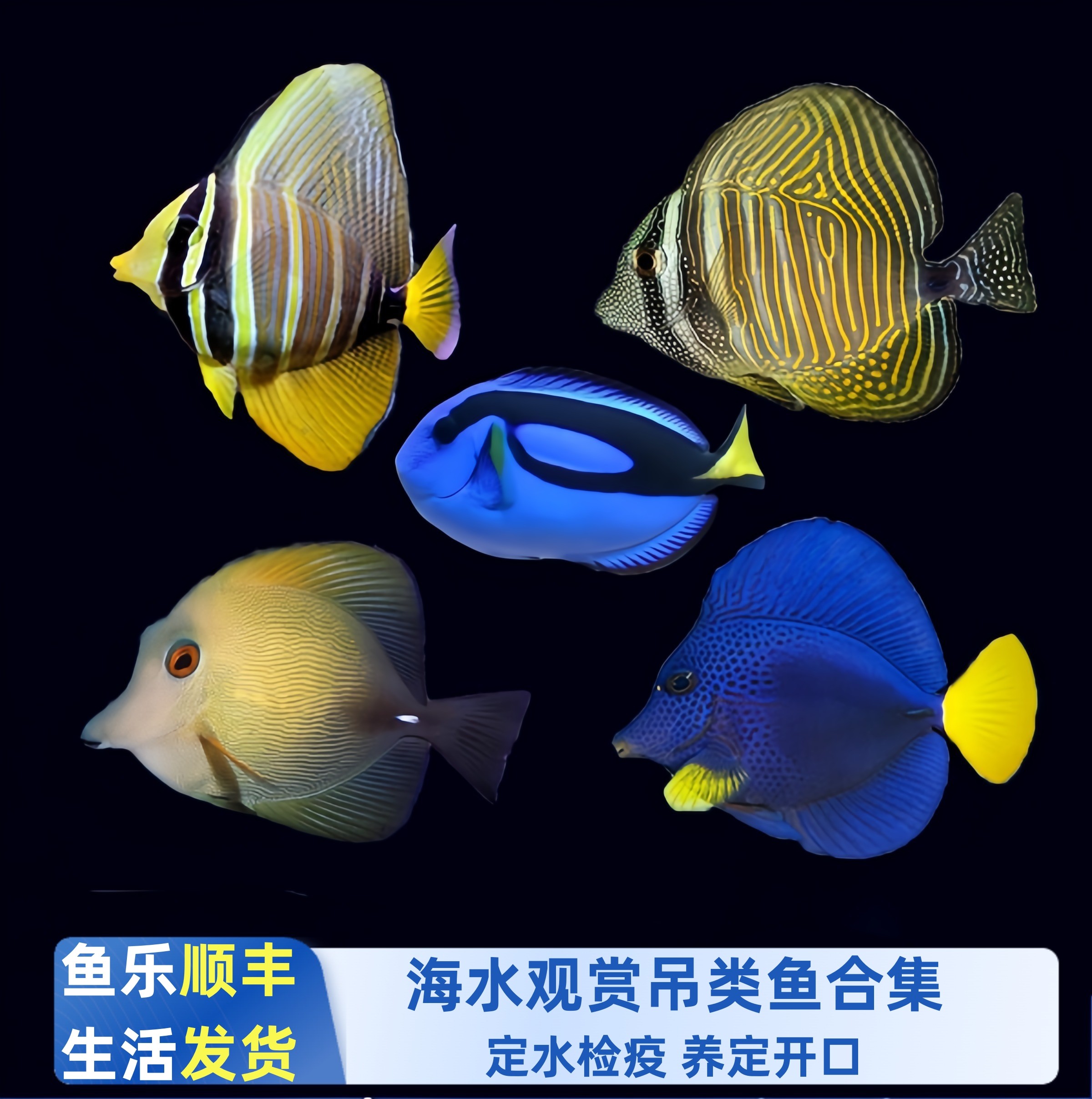 【鱼乐生活】吊类海水鱼新手蓝吊大帆三角吊厦门本地渔场养定检疫