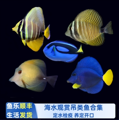 吊类海水鱼厦门渔场检疫秒颗养定