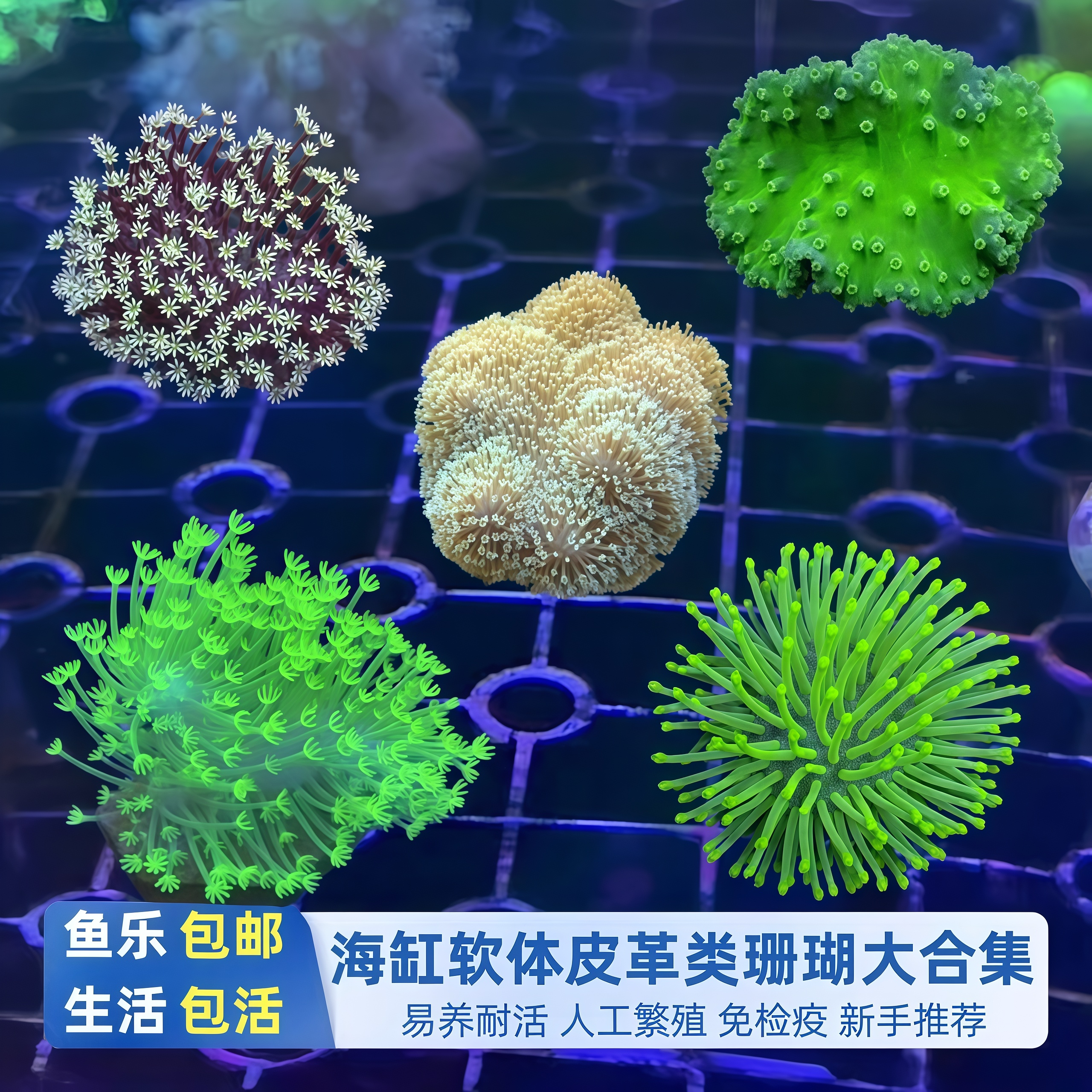 鱼乐生活皮革珊瑚海水缸新手软体