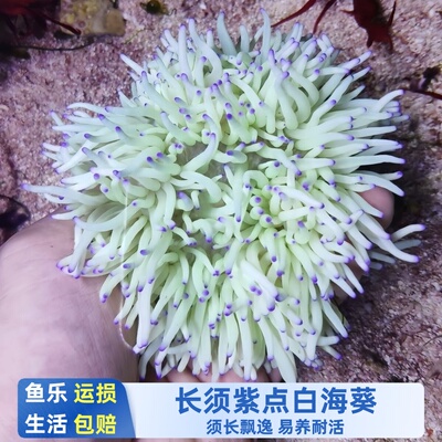 荧光海葵紫点颜色鲜艳