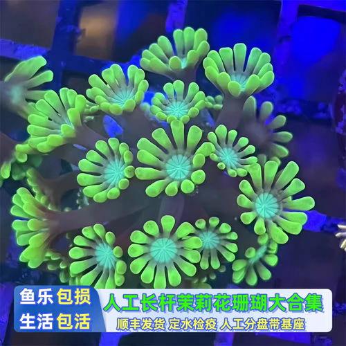 鱼乐生活水族茉莉花珊瑚海缸软体