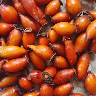 新鲜现摘野生鲜果金樱子泡酒用糖糖果蜂糖罐管腰子