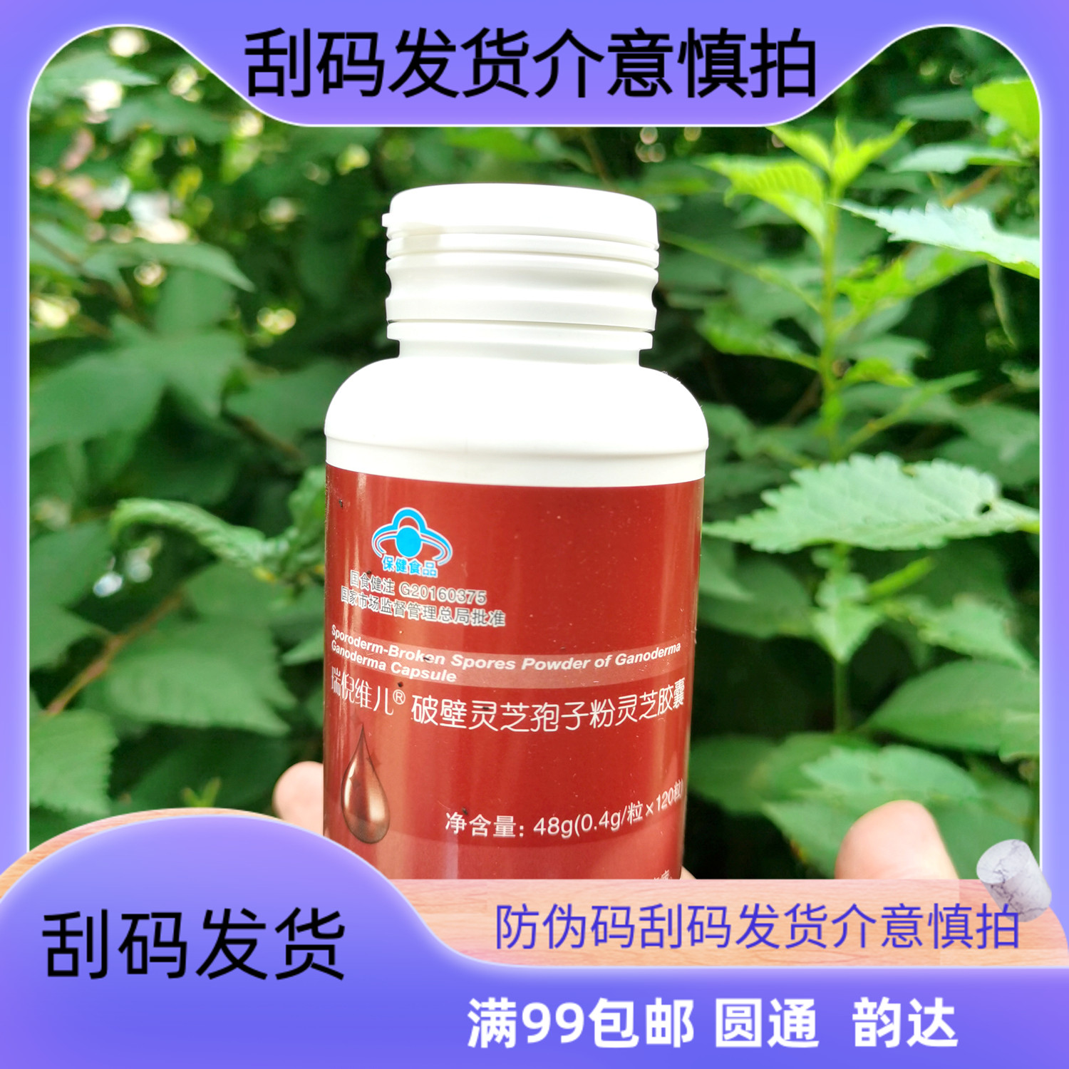 【灵芝】天津瑞倪维儿灵芝胶囊破壁灵芝孢子粉灵芝胶囊120粒