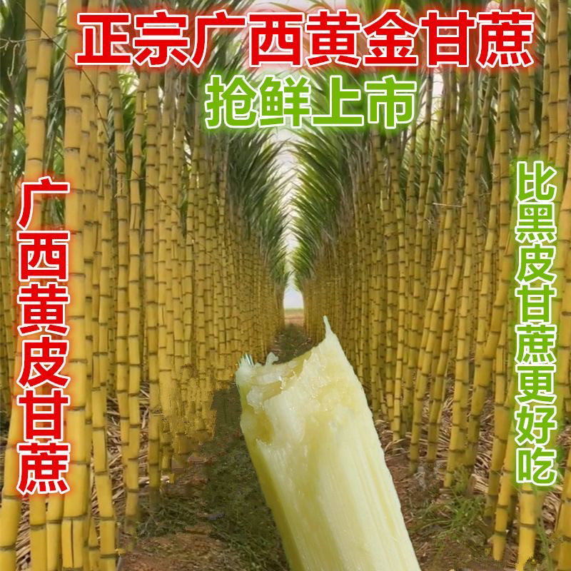 广西黄皮新鲜现砍现发甘蔗9斤应季水果孕妇非黑青皮支持一件代发
