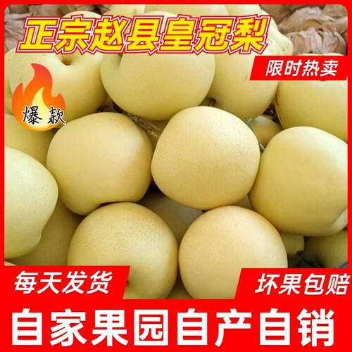 河北皇冠梨当季水果新鲜现摘梨子