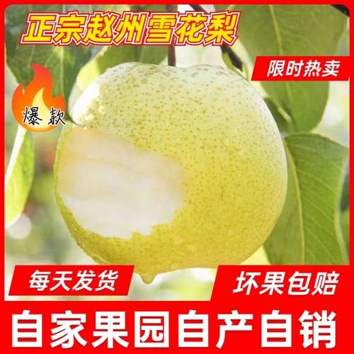特级雪花梨现摘水果新鲜梨子水果