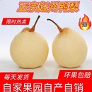 包邮 河北鸭梨正宗赵县鸭梨10斤采摘新鲜梨子当季 水果现摘现发整箱