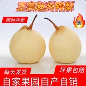 包邮 河北鸭梨正宗赵县鸭梨9斤采摘新鲜梨子当季 水果现摘现发整箱