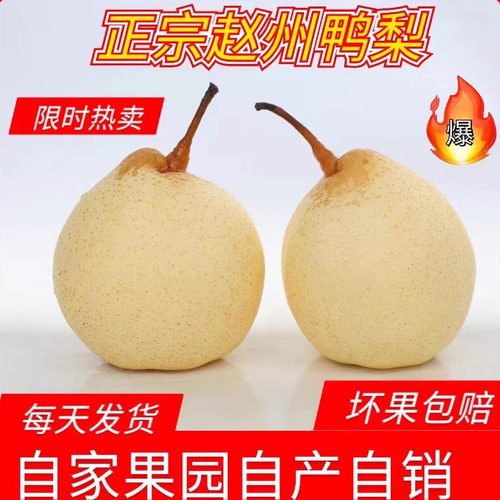 赵县鸭梨应季水果大果新鲜水果