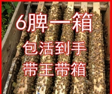 贵州活体蜜蜂土蜂带3中蜂阿坝中蜂1