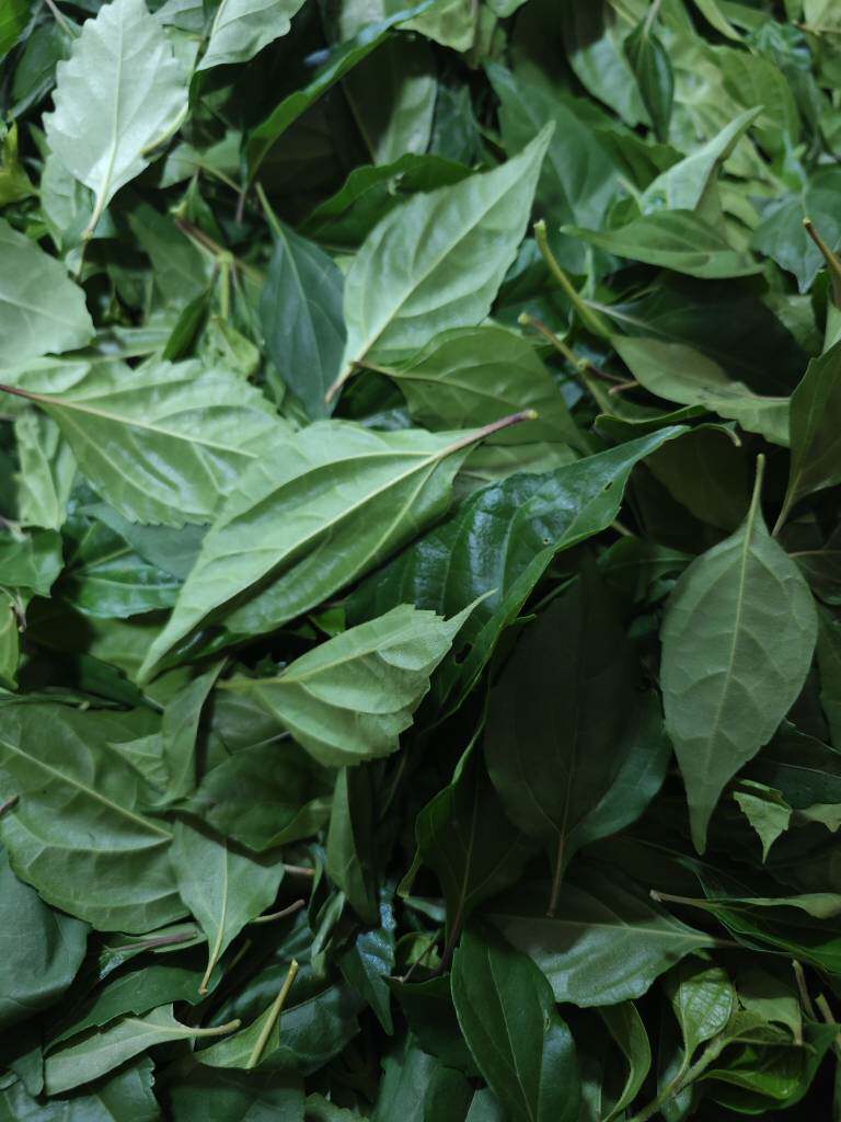 神仙豆腐树叶新鲜现摘现发10斤送一斤