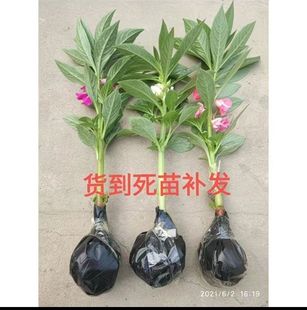 凤仙花苗指甲花苗盆栽学生观察作业老品种会结种子染指甲头发泡脚