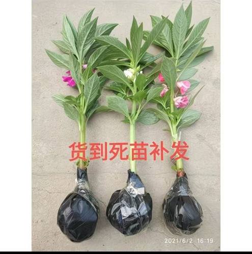 凤仙花苗指甲花苗盆栽学生观察作业老品种会结种子染指甲头发泡脚