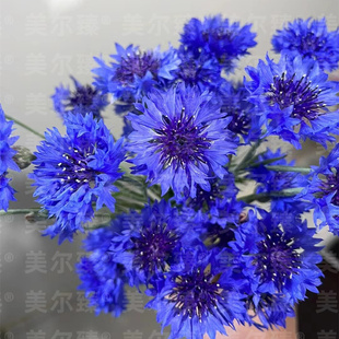 矢车菊花种子易活四季播种开花蓝芙蓉花庭院室外盆栽耐寒花种籽子