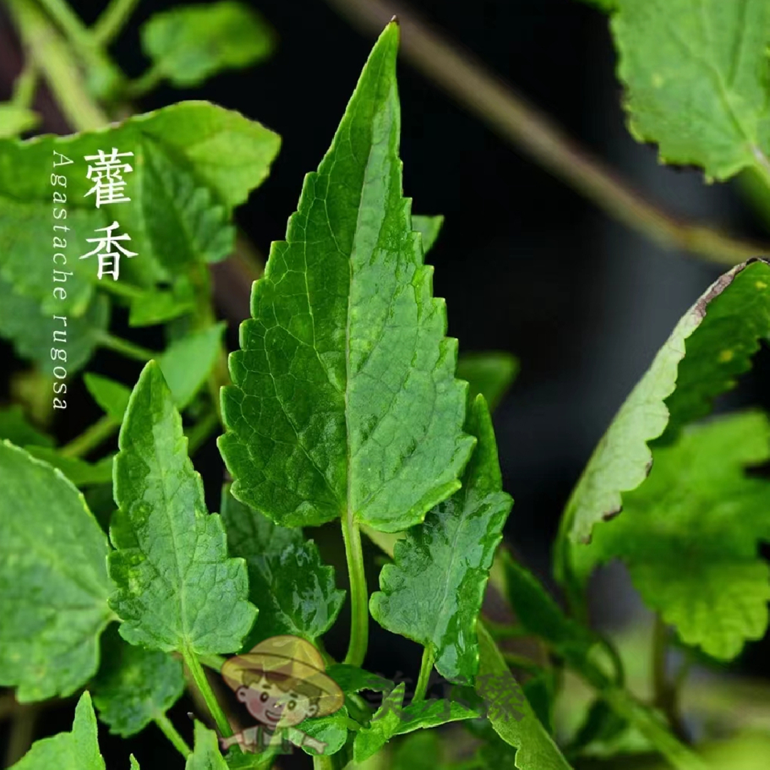 藿香种子种籽驱蚊可炖香草种子把篙猫巴篙野苏子广藿香大叶薄荷