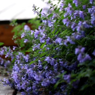 猫薄荷猫草盆栽种子种孑苗新鲜可食用薄荷叶四季香草苗观赏