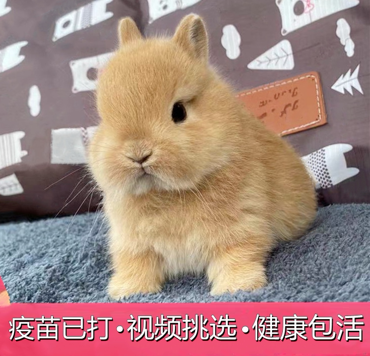 小兔子活物宿舍小型宠物兔侏儒兔迷你茶杯兔垂耳兔凤眼海棠猫猫兔