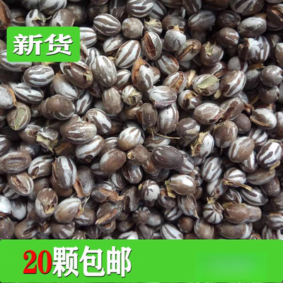 2025年洋辣子拉罐野钓柳根鱼饵