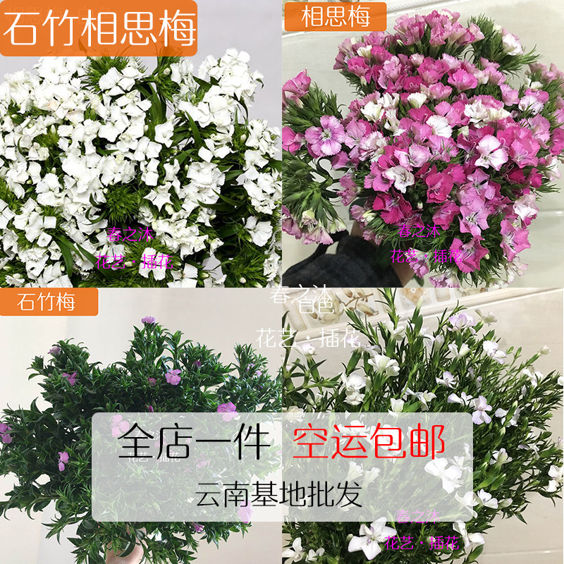 【春之沐】新鲜花相思梅鲜切花相思梅石竹梅紫色白色青梅百搭配花
