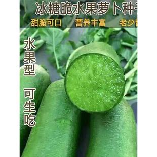 潍县青沙窝水果萝卜种子山东潍坊甜脆罗卜种籽青皮绿心生吃蔬菜种