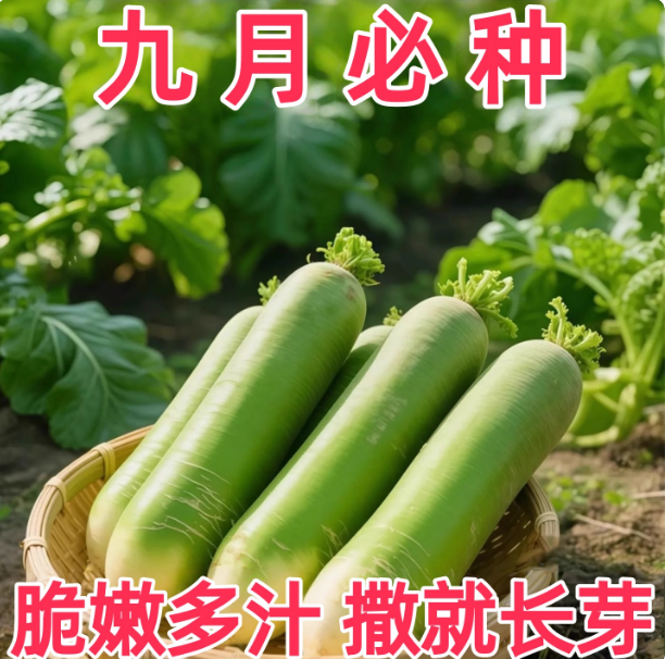 秋季萝卜种子天津正宗沙窝水果萝卜种子甜脆四季青萝卜绿萝卜种籽,鲜花速递/花卉仿真/绿植园艺,家庭园艺种子,淘宝优惠券,粉丝福利购,淘宝优惠卷
