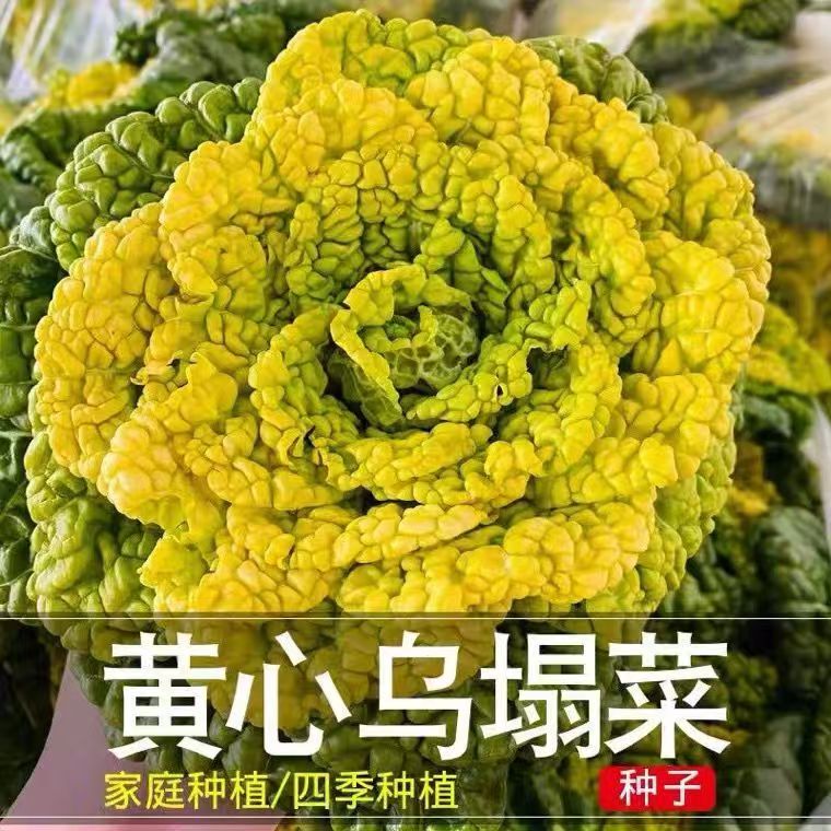 蟋蟀牌黄心乌乌塌菜菜种子菊花心低温春秋冬蔬菜小白菜冬天菜种籽