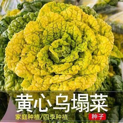 高产黄心乌塌菜种子耐寒早熟庭院种植菊花心黄心菜种子蔬菜种子