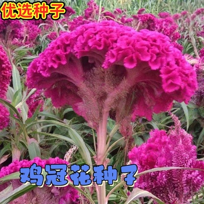 鸡冠花种子园林大红花籽绿化户外庭院阳台盆栽四季易活易种花种籽