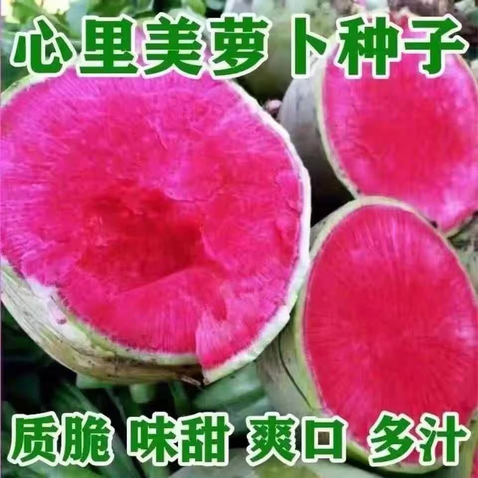凤梨红心水果萝卜种子红皮满堂红心里美萝卜籽种子春秋四季播蔬菜
