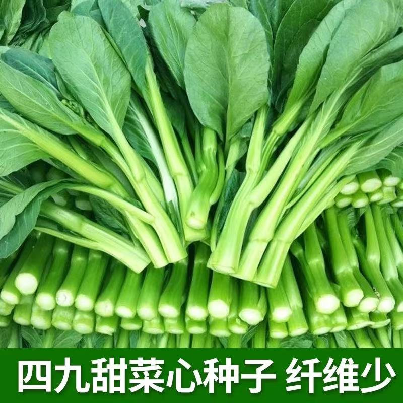 甜脆多芽早熟白菜心蔬菜种籽耐寒阳台庭院菜苔种籽孑四九菜心种籽