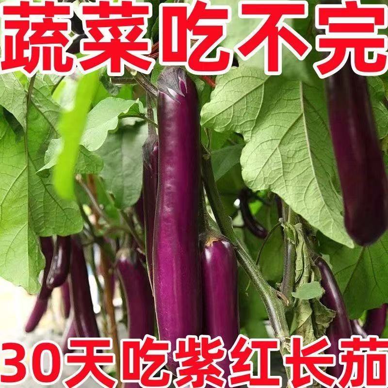 紫长茄子四季老品种茄种子春秋阳台盆栽蔬菜种子