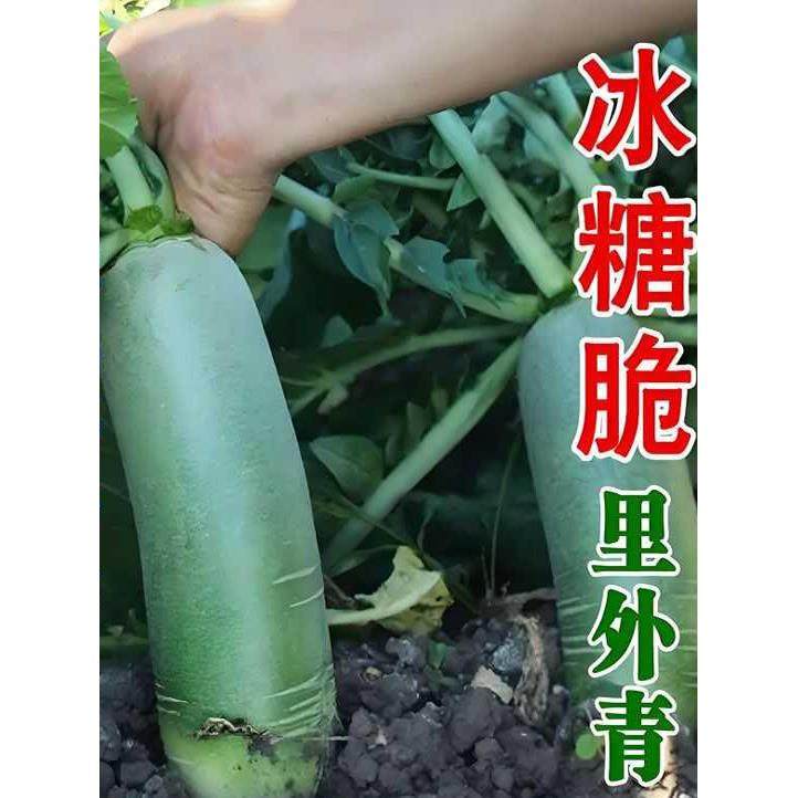冰糖脆里外青水果萝卜种子生吃甜脆农家蔬菜四季播种沙窝绿萝卜籽,鲜花速递/花卉仿真/绿植园艺,家庭园艺种子,淘宝优惠券,粉丝福利购,淘宝优惠卷
