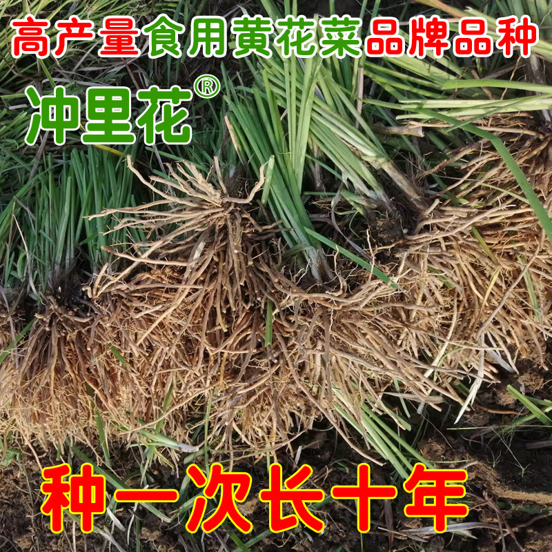 正品优质黄花菜种苗种植苗食用金针菜根苗四季可种易种根粗高产图片