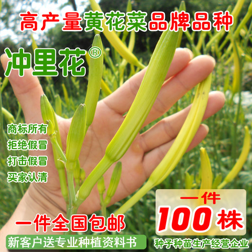 冲里花正品食用黄花菜种子种苗根金针菜忘忧草萱草多年生100株