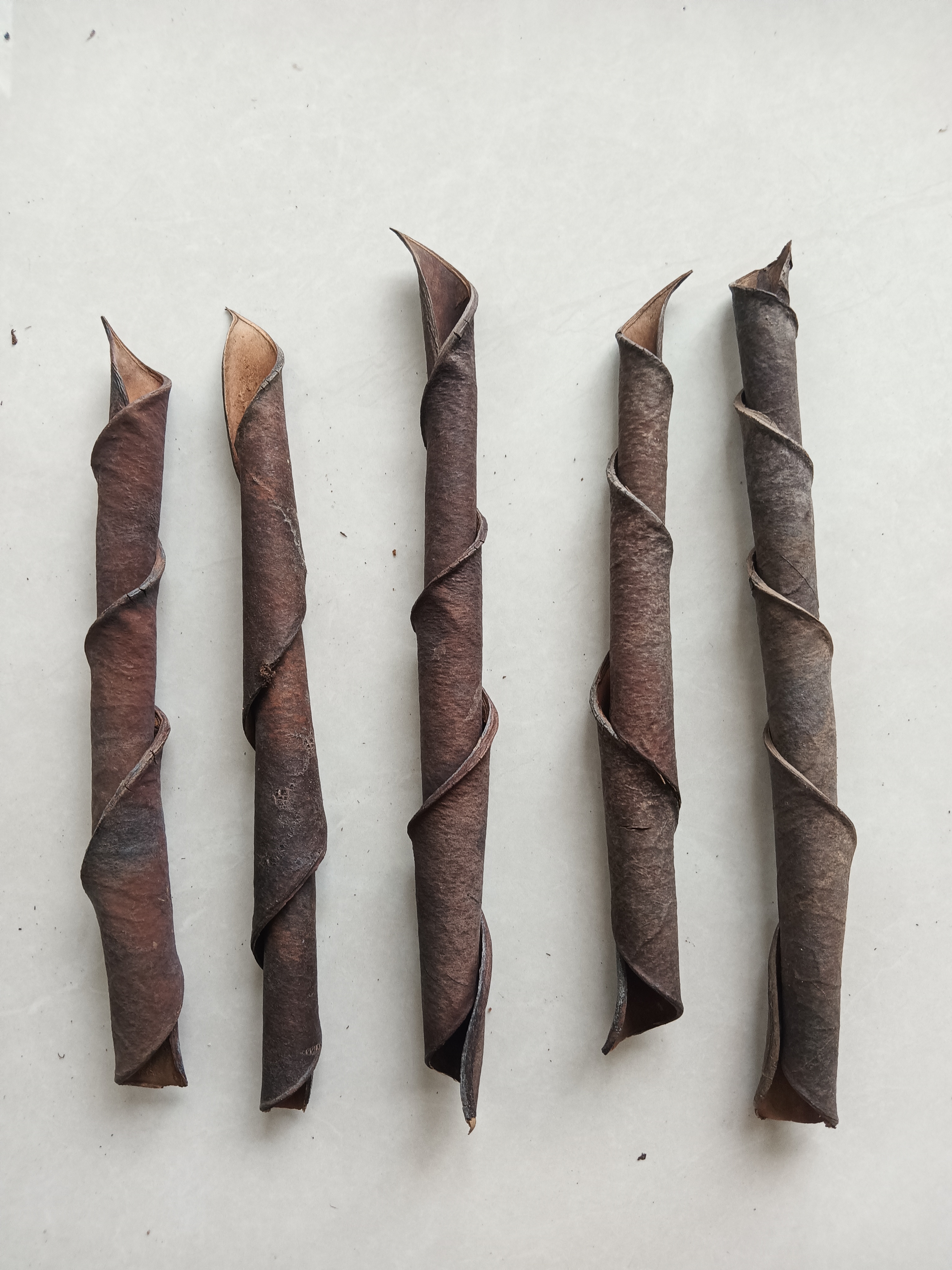 8个中国无忧花卷曲豆荚果荚手工标本画植物标本材料