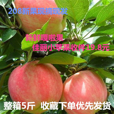 山西新鲜嘎啦苹果当季水果整箱5斤包邮应季水果小富士苹果早熟果