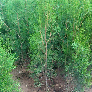 侧柏树苗松柏塔柏树苗扁柏松柏树苗宝塔柏树龙柏庭院小苗四季常青