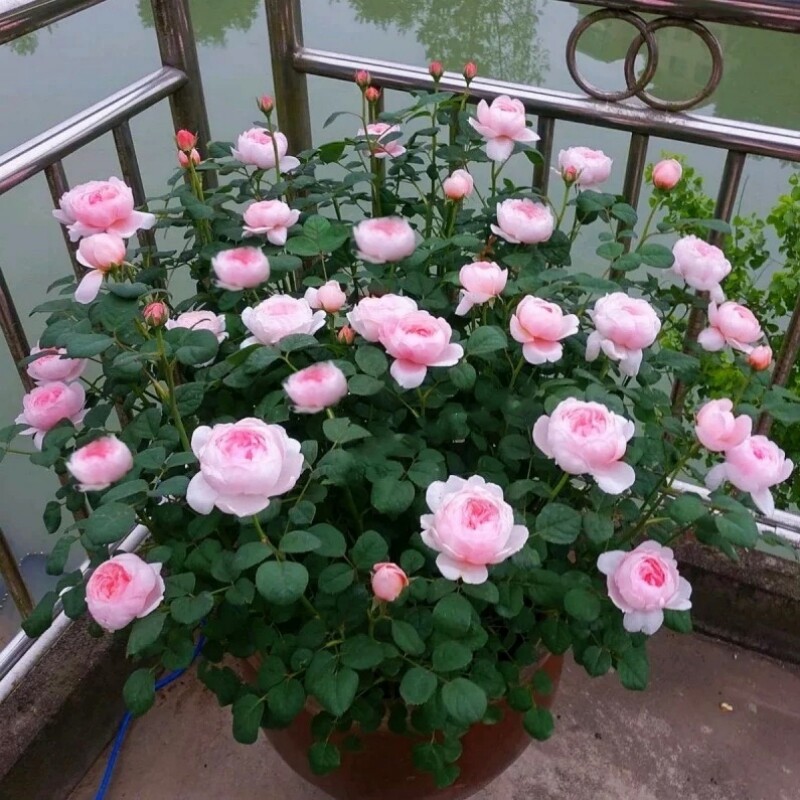 瑞典女王月季玫瑰花苗盆栽阳台庭院四季开大花蔷薇浓香花卉绿植物