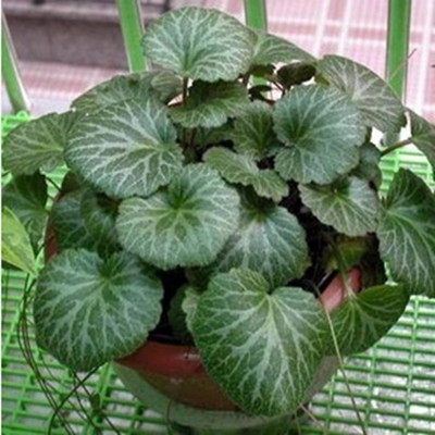 虎耳草盆栽 金丝荷叶苗花观赏花卉植物老虎耳石荷药用植物吊金钱