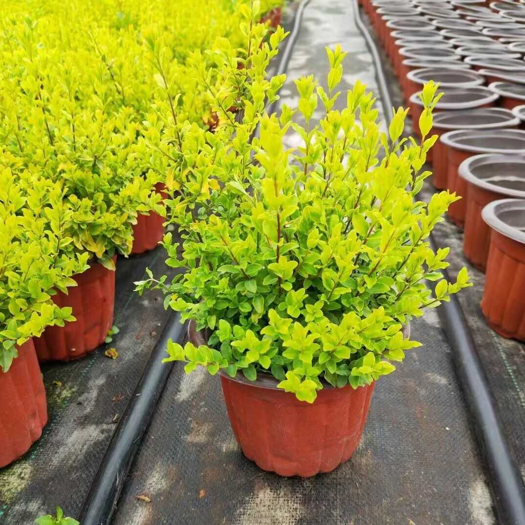 亮晶女贞亮金女贞球柠檬之光庭院绿化耐热耐寒多年生花镜造景植物