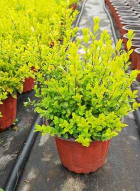 亮晶女贞亮金女贞球柠檬之光庭院绿化耐热耐寒多年生花镜造景植物