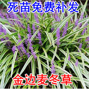 常青耐寒耐阴植物矮麦冬玉龙草 金边麦冬玉龙草阔叶苗庭院绿化四季