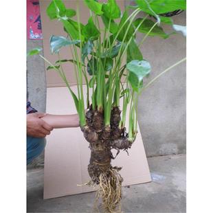 客厅绿植花卉盆栽 千手观音 水培滴水观音