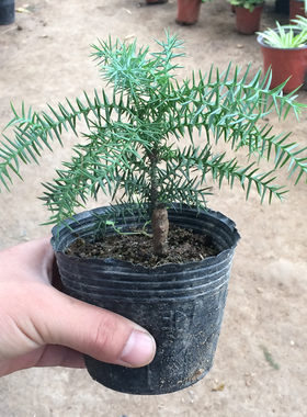 办公桌面植物澳洲杉盆栽南洋杉高档景美观耐冻绿植不老松树桩